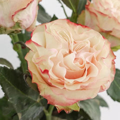 Delightful Country Candy Rose Plant for a Charming Garden