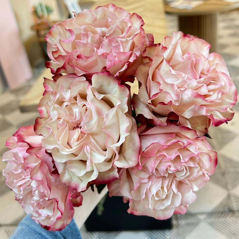 Gone Country Roses Delightful Country Candy Rose Plant for a Charming Garden – Rose_Explosion