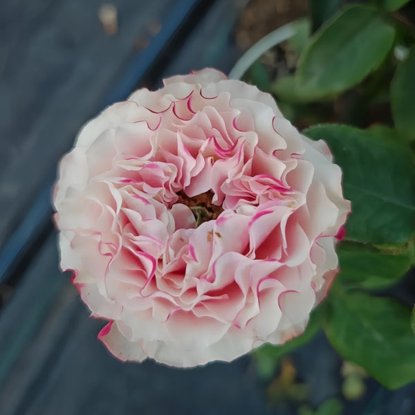 Gone Country Roses Delightful Country Candy Rose Plant for a Charming Garden – Rose_Explosion
