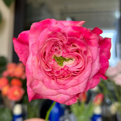 Country Spirit House Rose