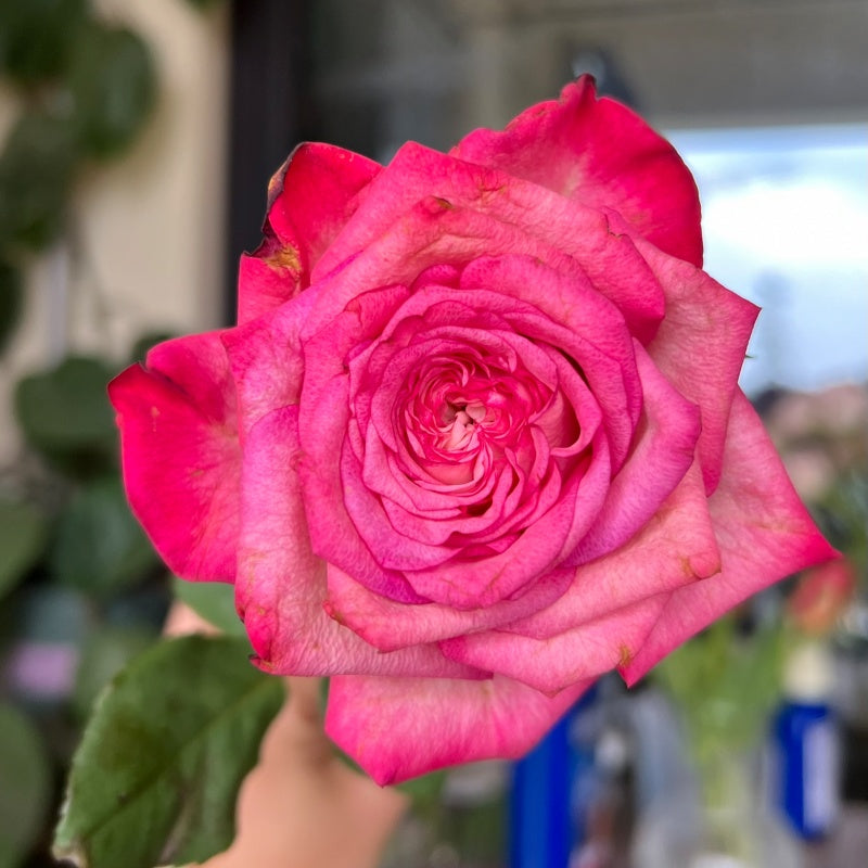 Country Spirit House Rose