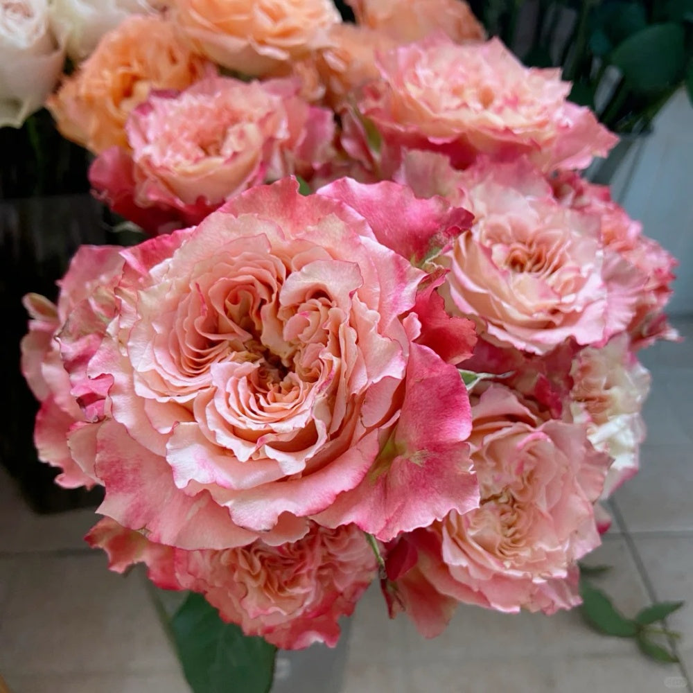 Gone Country Roses Country Spirit Louise Rose Plant|乡村路易斯 – Rose_Explosion