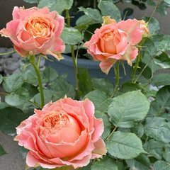 Country Spirit Louise Rose Plant