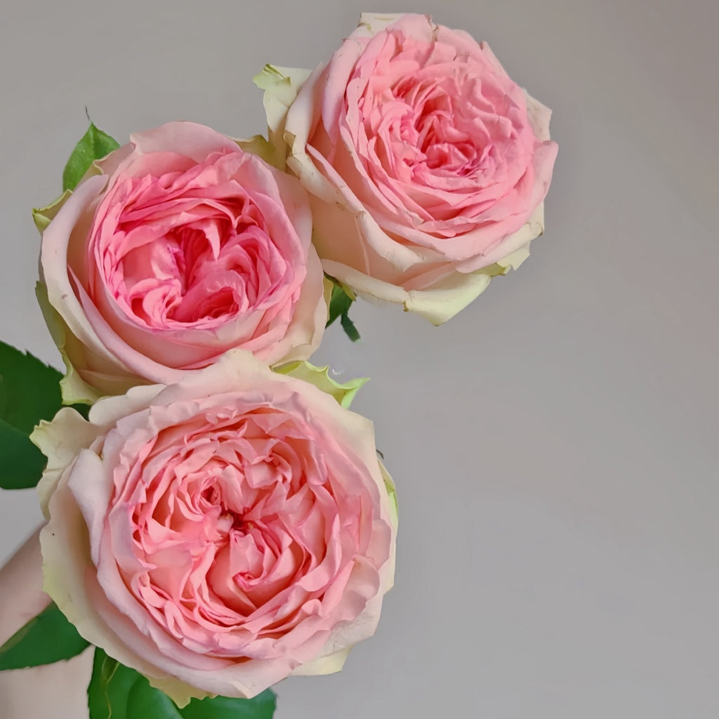 Princess Rose Country Spirit Princess Rose Plant|乡村公主 – Rose_Explosion