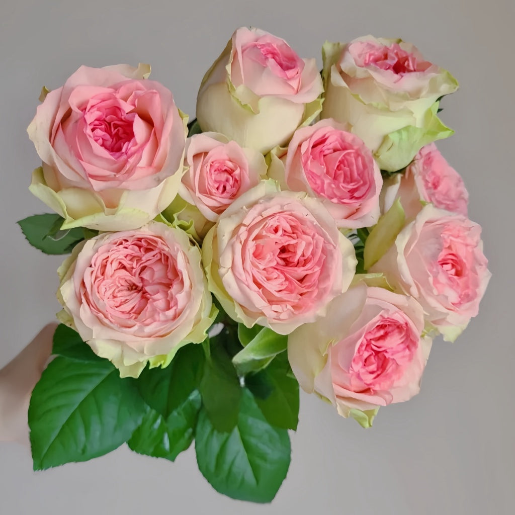 Princess Rose Country Spirit Princess Rose Plant|乡村公主 – Rose_Explosion