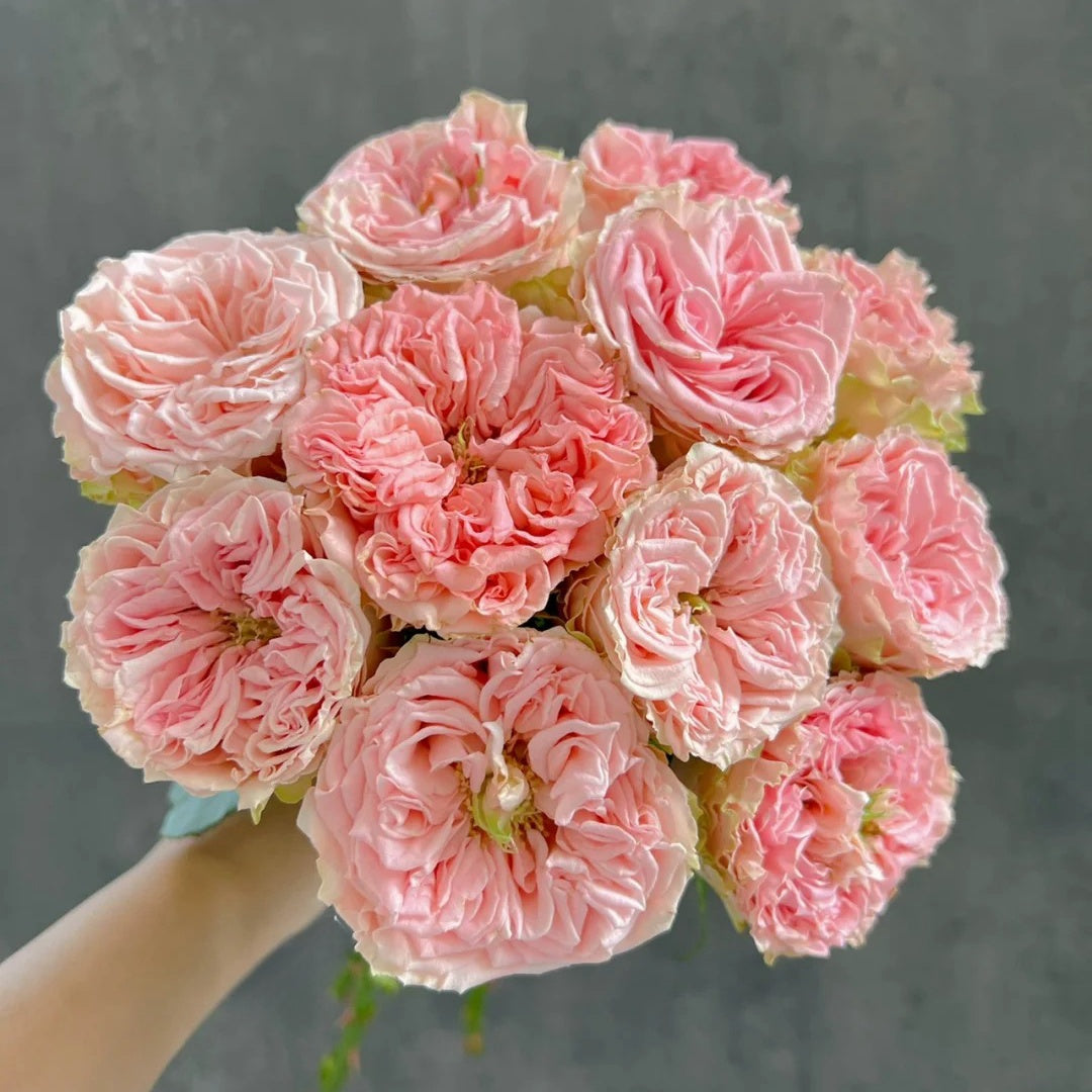 Gone Country Roses Country Spirit Secret Rose Plant|乡村女神 – Rose_Explosion
