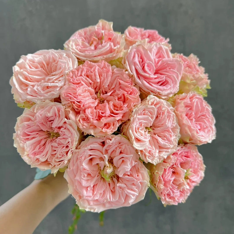 Country Spirit Secret Rose