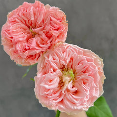 Country Spirit Secret Rose