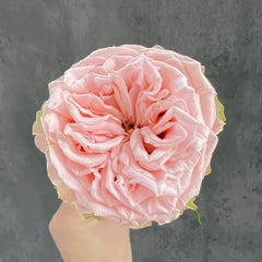 Country Spirit Secret Rose