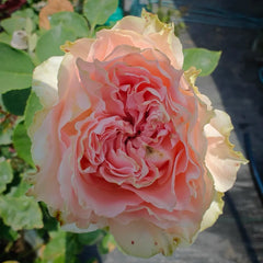Country Spirit Secret Rose