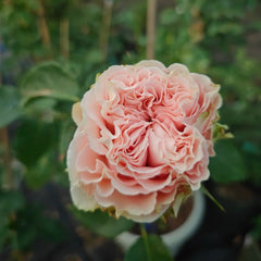 Country Spirit Secret Rose