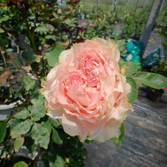 Country Spirit Secret Rose