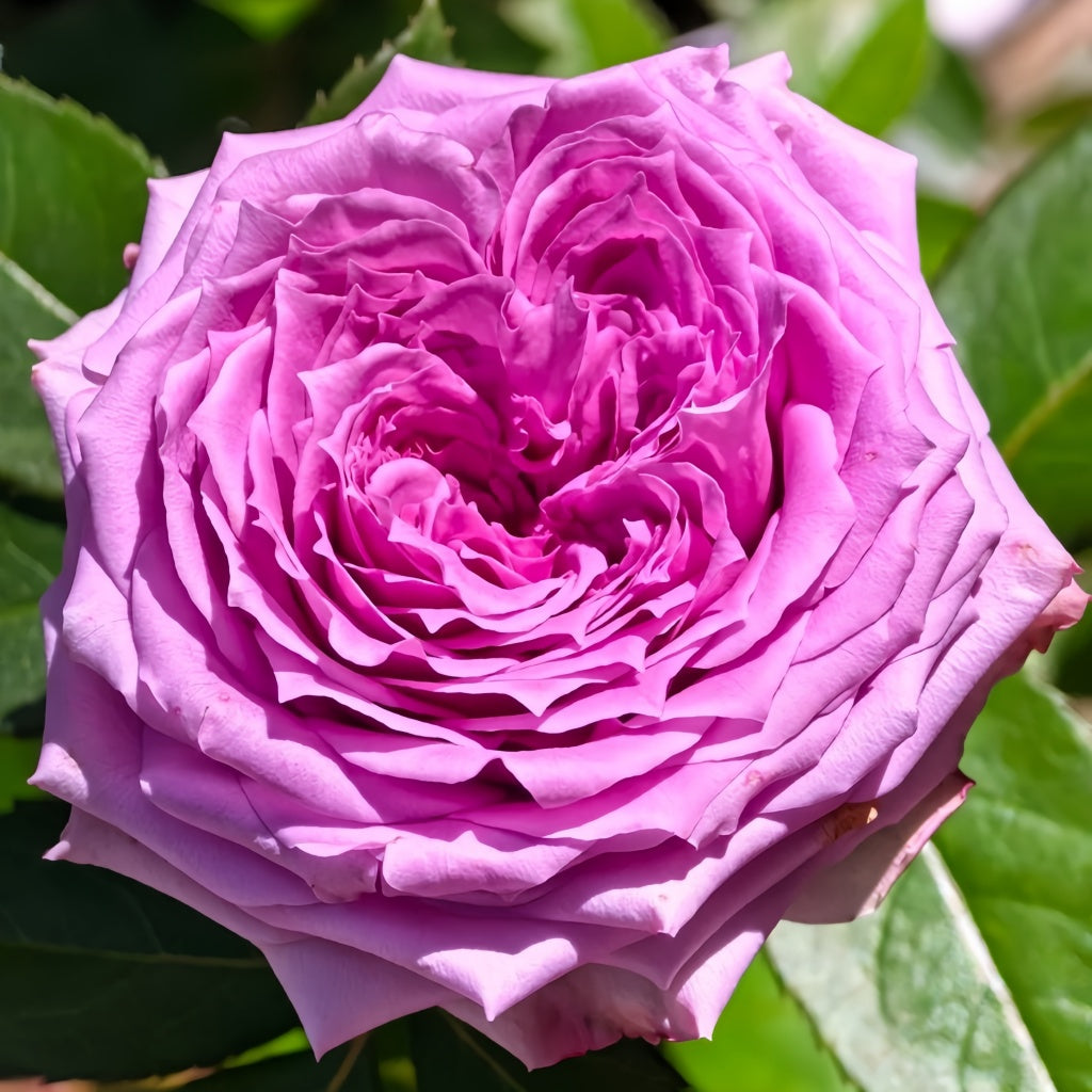 Country Song Roses Country Spirit Song Rose Plant|乡村音乐 – Rose_Explosion