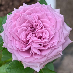 Country Spirit  Song Rose