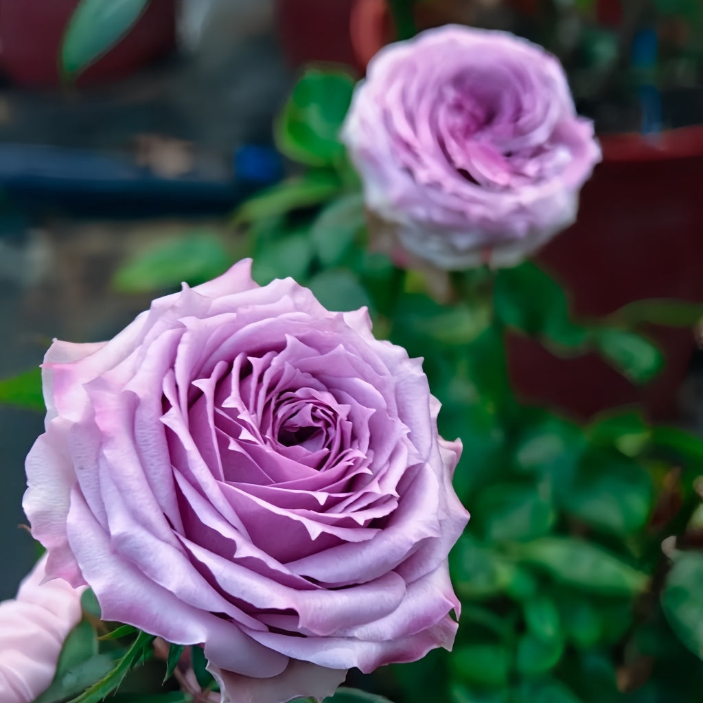Country Song Roses Country Spirit Song Rose Plant|乡村音乐 – Rose_Explosion