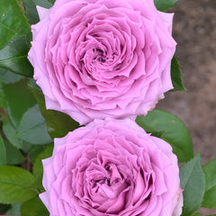 Country Spirit  Song Rose