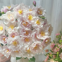 Coup de Coeur Rose Plant