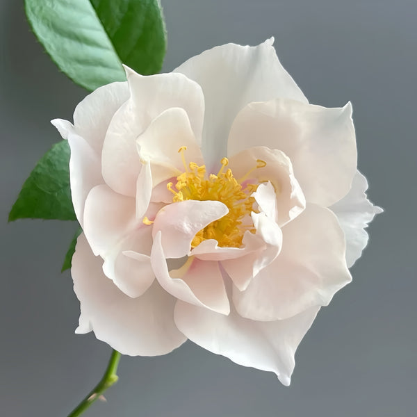 Coup de Coeur Rose Plant