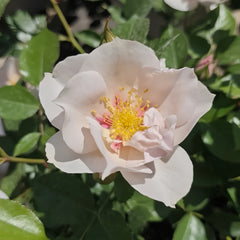 Coup de Coeur Rose Plant