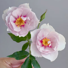 Coup de Coeur Rose Plant
