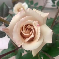 Courage Rose