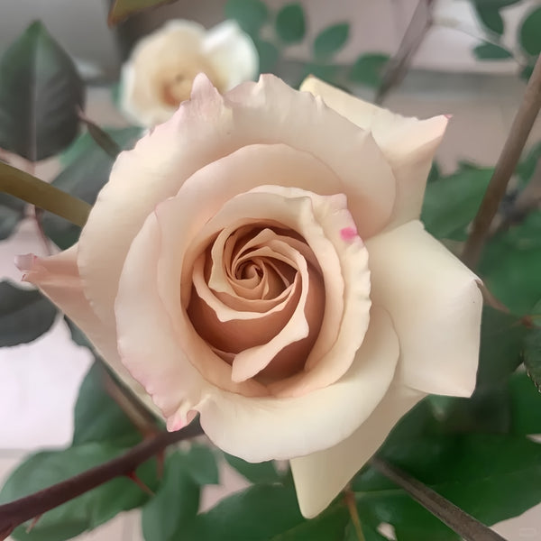 Courage Rose