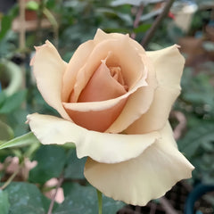 Courage Rose