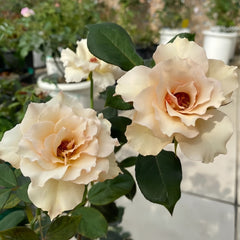 Courage Rose