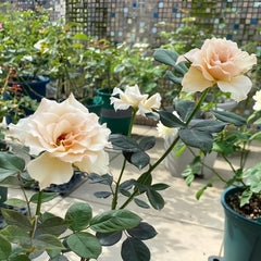 Courage Rose