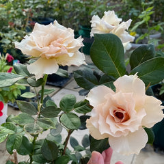 Courage Rose