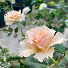 Courage Rose