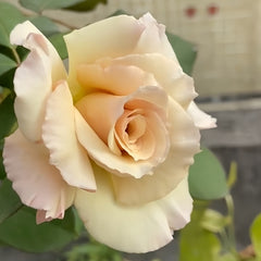 Courage Rose