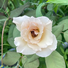 Courage Rose