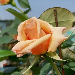 Courage Rose