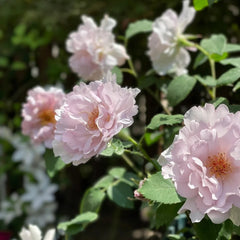 Couture Rose Tilia Rose