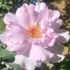 Couture Rose Tilia Rose