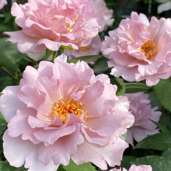 Couture Rose Tilia Rose Plant | 玫瑰时装 – Rose_Explosion