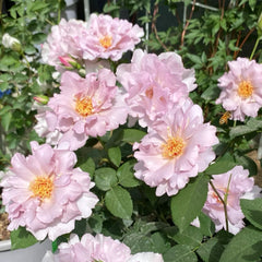 Couture Rose Tilia Rose