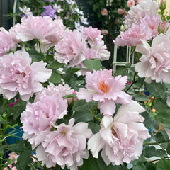 Couture Rose Tilia Rose