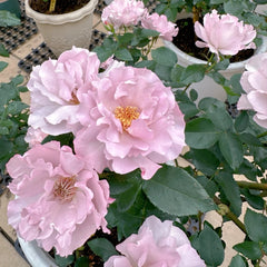Couture Rose Tilia Rose