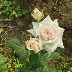 Crazy Diamond Rose Plant|钻石腮红