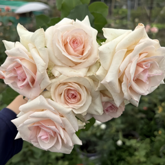 Crazy Diamond Rose Plant|钻石腮红