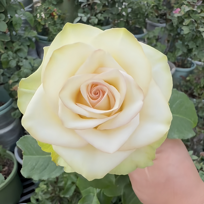 Crazy Diamond Rose Plant|钻石腮红