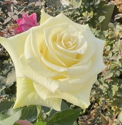 Crazy Diamond Rose Plant|钻石腮红