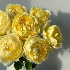 Cream Cake Rose