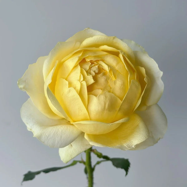 Cream Cake Rose
