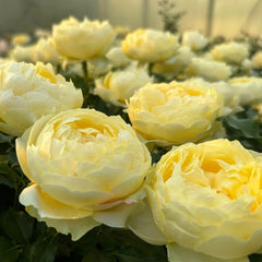 Cream Cake Rose