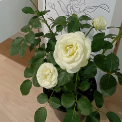 Cream Cake Rose