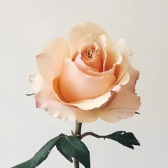 Cream Carpediem Rose Plant