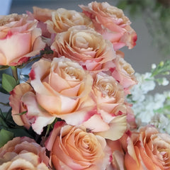 Cream Carpediem Rose Plant